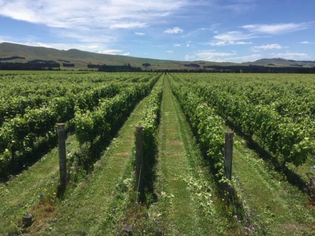 Romantic Vineyard getaway Waipara Dış mekan fotoğraf